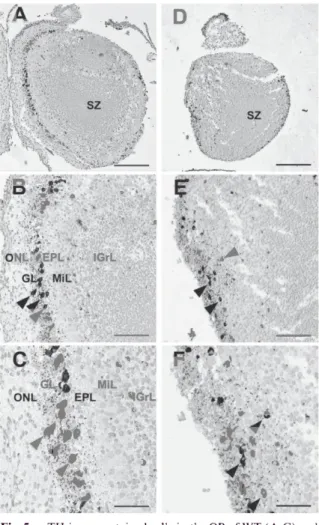 Fig. 4  TH-immunopositive  neurons  in  the  OB of WT (A-C)          and  Pkr2-i-  (D-F)  mice at  E18.5