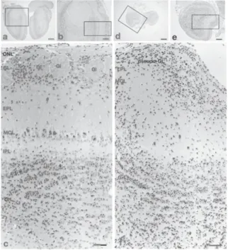 Fig.  1 Schematic  view  of  the  olfactory  bulb.  To  compare  the  cytoarchitectural  structure  of  the  olfactory  bulb  (OB)  between  wild-type  (WT)  and  Pkr2-'-  mice, the  reference  level  is  shown  by  a  vertical  dashed  line