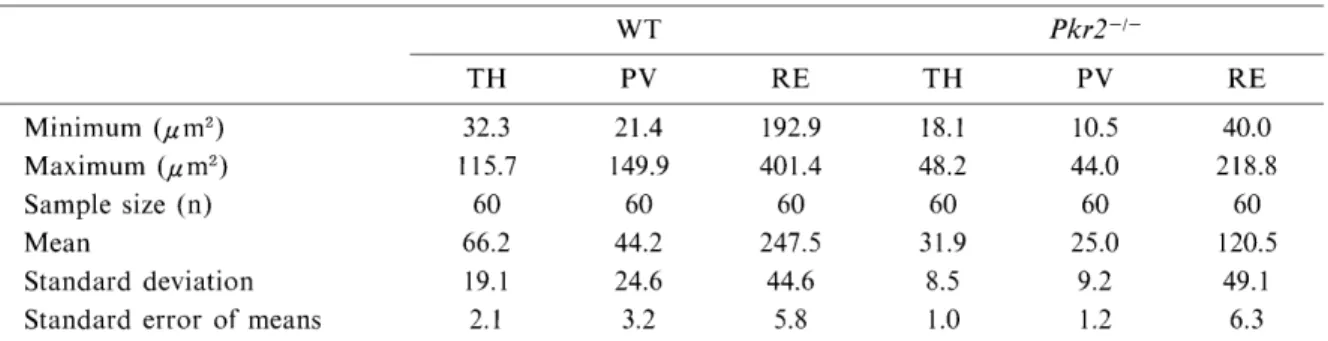 Table  1 The  size of cell  somata  of  TH-,  PV-,  and  RE-immunopositive  neurons  in the  OB of the normal  (WT)  and  Pkr2-deficinet  mutant  mice  (Pkr2-1-)