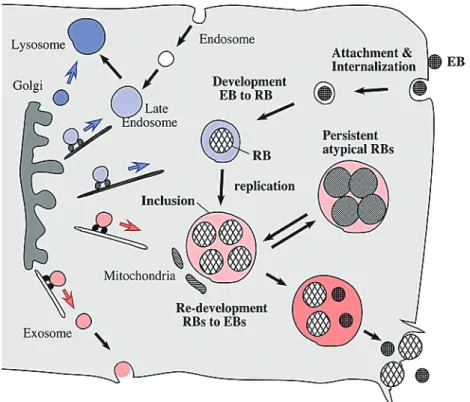 図 1   クラミジア科細菌（ 1 属 9 種）のリボソームオペロンの DNA 配列に基づく進化系統図と宿主動物 （宿主動物のイラストは、著者研究室に所属する大学 4 年生の西村芽伊、野田麻友による。 ）  表 1   クラミジアの種類と疾患 学名・通称名  ヒトでの 急性疾患  慢性疾患・関連疾患  特徴  C