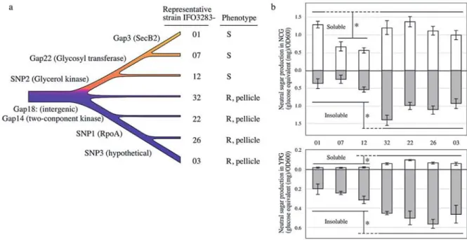 Fig  3.  Mutation  accumulation  within  maintenance  of  A.  pasteurianus  IFO  3283  for  21  years