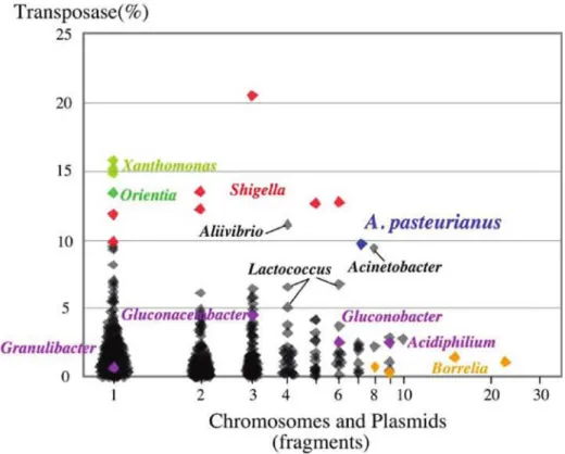 Fig  4.  Features  of  A. pasteurianus  hyper-mutability. 