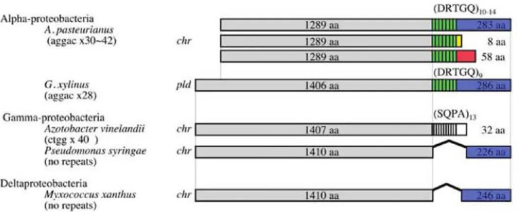 Fig  5.  A  schematic  illustration  of  the  structures  of  gene  products  with  hyper-mutable  tandem  repeat  sequences