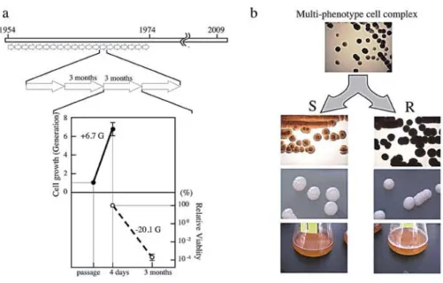 Fig  1.  Mutation  accumulation  within  maintenance  of A. pasteurianus  IFO  3283 for 21 years