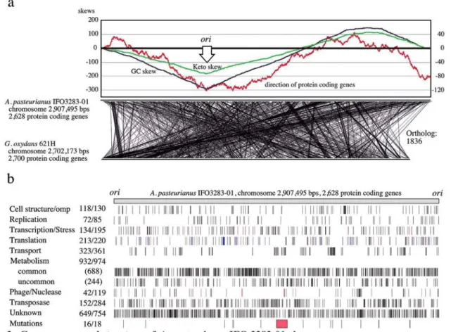 Fig  2.  Genome  map  and  structure  of  A.  pasteurianus  IFO  3283-01  chromosome 
