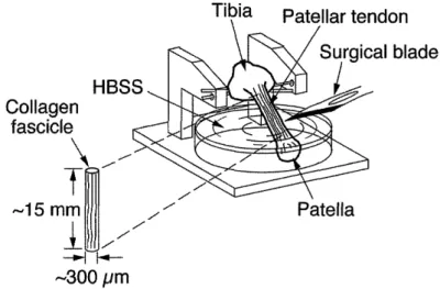 Fig.  1  Resection  of collagen  fascicles  from  a  rabbit  patellar tendon  in Hanks'  balanced  salt solution (HBSS)  using a surgical blade  (30-33)
