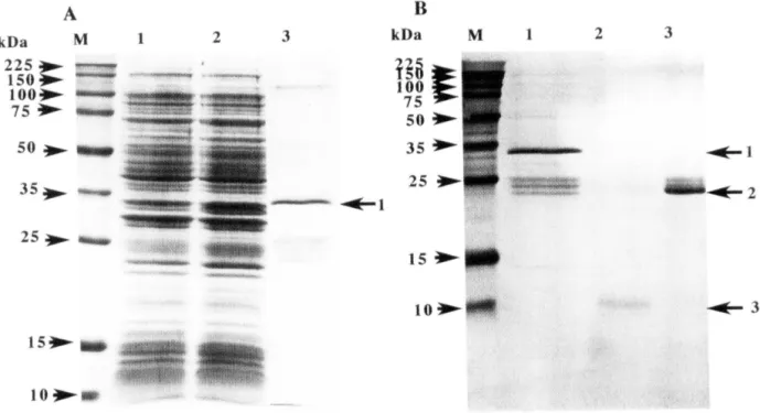 Fig.  3 Comparison of codon  usage frequency  in  Pinclada fucata  BMP-2 gene  and  general  E
