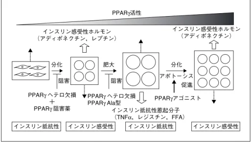 図 6 脂肪細胞の PPAR γ 活性とインスリン抵抗性・生活習慣病のメカニズム