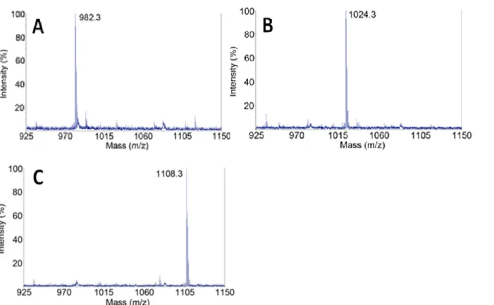 Fig. 5 リン脂質 X のスフィンゴシン骨格の解析 (Phos-tag を用いた MALDI-TOF MS 解析)  リン脂質 X の含水アセトニトリル性塩酸処理を行い、脱 N -アシル化体を調製した。調製 したリン脂質 X の脱 N -アシル化体について Phos-tag を用いた MALDI-TOF MS で分析を行 った。次に (B) N-アセチル化、 (C) N, O-アセチル化をそれぞれ行い、Phos-tag を用い た MALDI-TOF MS で分析を行った。  Fig