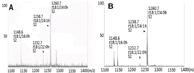 Fig. 3 MALDI-TOF MS (陰イオン検出モード) によるキャベツあるいはシロイヌナズナ由来の GIPC の確認 