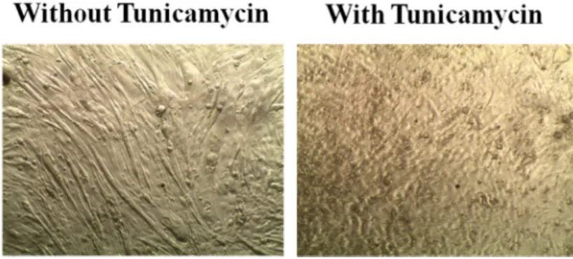 Fig. 3. Differentiation in the presence or absence of tunicamycin. 