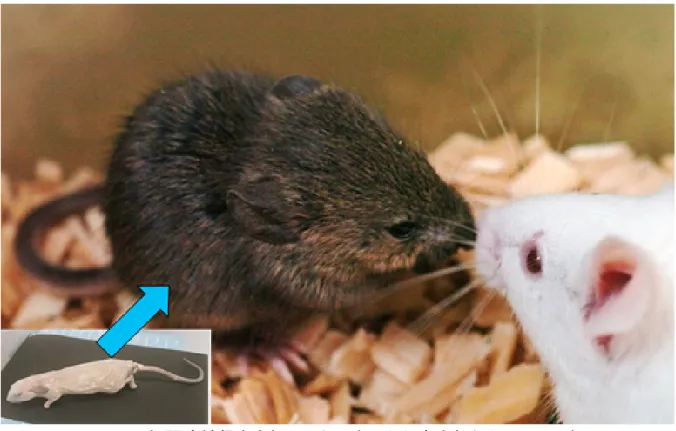 図 4 16 年間凍結保存されていたマウスから産まれたクローンマウス