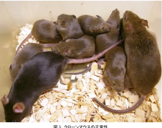 図 5 クローンマウスの正常性