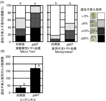 図 2 γ-アミノ酪酸(GABA)分解能付与の遺伝子導入効率への効果。  (A)２つのトマト品種への遺伝子導入効果。 GABA 分解能を付与したアグロバクテリウムの感染 区( gabT )は対照区と比較して、トマト子葉片への遺伝子導入効率を高めました。(B)高バイオマ ス生産植物エリアンサスへの遺伝子導入効果。  GABA 分解能を付与したアグロバクテリウムの 感染区( gabT )は対照区と比較して、エリアンサスへの遺伝子導入率を高めました。     用語解説    注 1）アグロバクテリウム： 