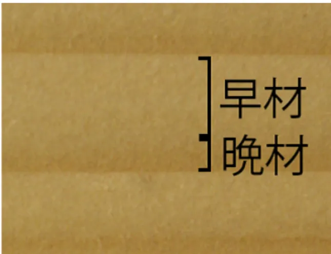 図 2.3: 早材と晩材 本研究では、晩材部分が作る流れを「木目ライン」と呼ぶ。 2.2 木への着色 1.1 節で述べたように、日本において木材への着色は古くから行われている。ま た、木製品の多くは着色もしくは漂白を施した後に使用される [15][16] 。木への着 色を行う方法は、木を切り倒して木材にしてから表面もしくは木材全体に対して 着色を行う方法が一般的だが、生きている状態の木に着色を行う方法もある。 加工や保存を目的とした着色は、切り倒した後の木材全体に染料や化学薬品を 付着、または木材内に浸透さ
