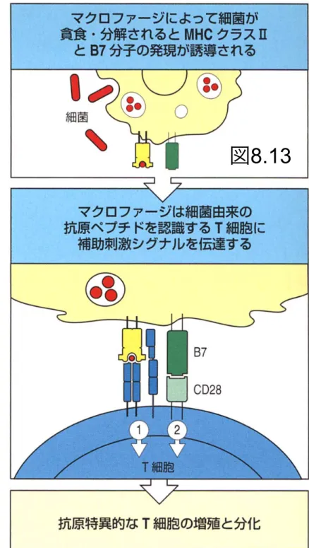 図 8.13 微生物由来抗原（ＬＰＳなど）は、それを感知するToll様受容体などを介して、抗原提示細胞上に補助刺激分子を発現させる。  マクロファージ 樹状細胞 NK 細胞などに発現図2.22 