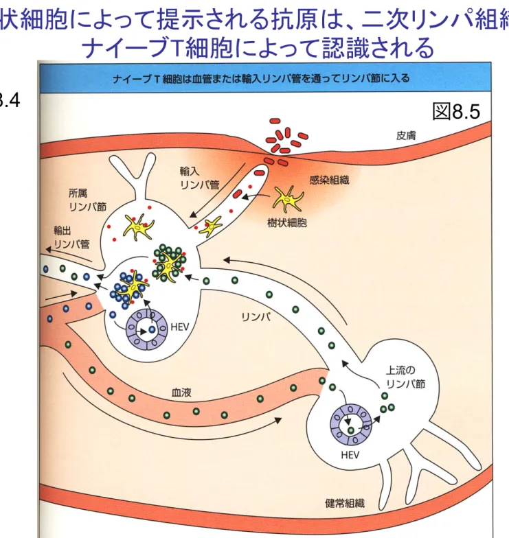 図 8.5 図8.4 