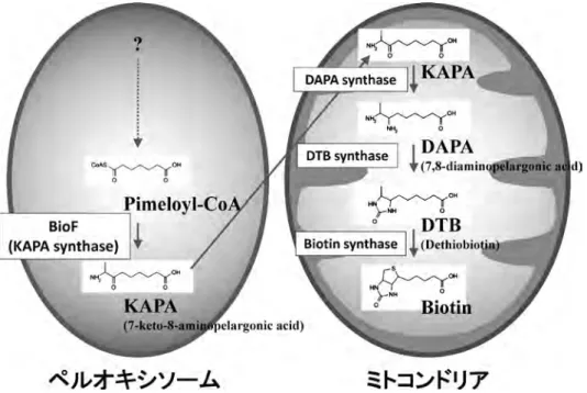 図 3 Woronin body はペルオキシソームから分化する