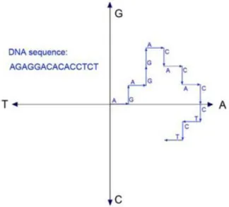 図 5    DNA Walk の模式図([3]から引用) 