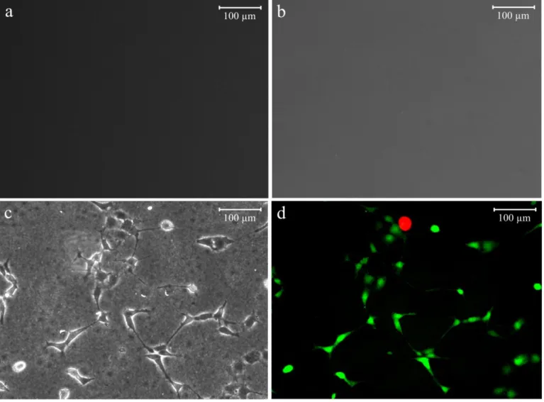 Fig. 5  A phase-contrast observation of living cells on the surface of PTFE. 