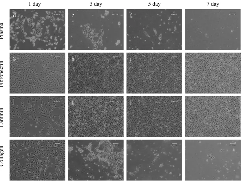 Fig. 11  Chronological observation of RAOEC. (a~c) Representative images  of the RAOEC on the surface of polystyrene