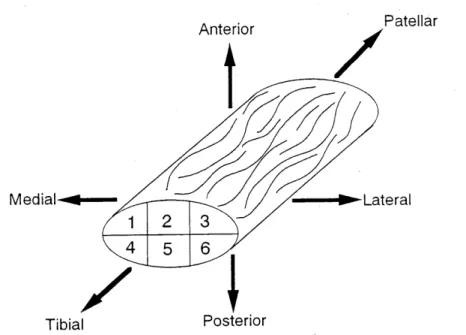 Fig.  4  Sampling  location  of  collagen  fascicles  in  a  whole  patellar  tendon. 