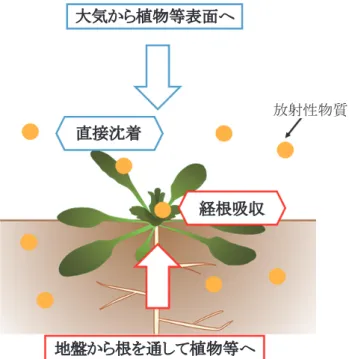 図 -2.7   放射性物質の植物等への移行経路   福島第一原発事故後，大気からの放射性物質の降下量が多い期間は，植物等の表面へ の直接沈着経路の影響が大きく，その後の期間では，土壌中に溜まった放射性物質の経 根吸収経路の影響が大きくなる。なお，直接沈着経路による植物等への汚染は，大気中 からの降下量に依存するので，比較的短期間である。それに対し，大部分の放射性物質 は土粒子との強い吸着によって，土壌中に長く留まる。このことから，経根吸収経路に よる植物等への汚染は，半減期の長い放射性物質により，数年から