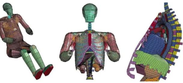 Figure 2.5: Wayne State Human Body Model - II