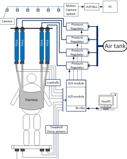 Figure 3.1: Scheme of the BWS system using pneumatic muscle actuators is represented.
