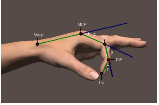 Figure 7 Position of the phalangeal joints  