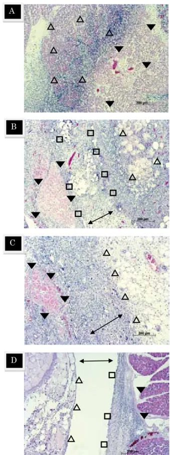 Fig. 3.    The presence of infiltrating cells on each of the three  kinds  of  square  sheets  on  day  5