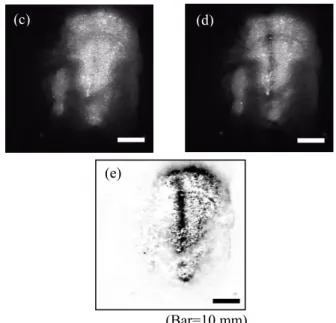 Fig. 16. Bio-tissue specimen for blood vessel searching  system; (a) Photo of grater-omentam specimen,  (b) Photo of pig’s stomach, (c) 545 nm,       (d) 850 nm, (e) image process.