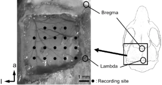 Fig. 1. Recording sites, viewed from above. 