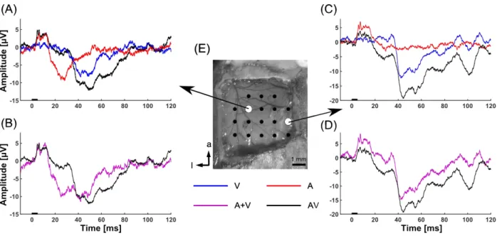 Fig. 3. Audiovisual interaction around the visual cortex. 
