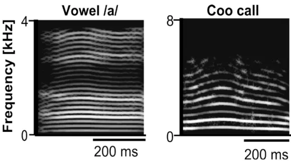 Figure 1-1. Spectrograms of a human vowel (/a/, left panel) and coo calls from  monkeys (right panel)