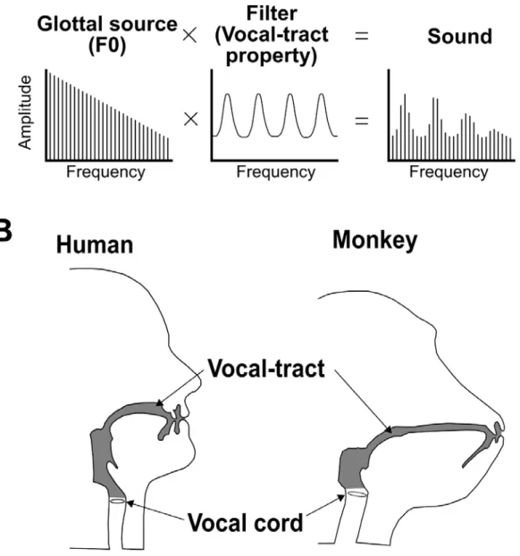 Figure 1-2. Vocal generation mechanism in primates. A: The source-filter theory. The  periodic opening and closing of the vocal folds generate pulses for vocalizations