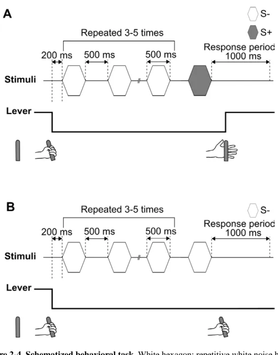 Figure 2-4. Schematized behavioral task. White hexagon: repetitive white noise burst  (NoGo stimulus, S-), Gray hexagon: S-, continuous white noise burst (Go stimulus, S+)  or test stimuli
