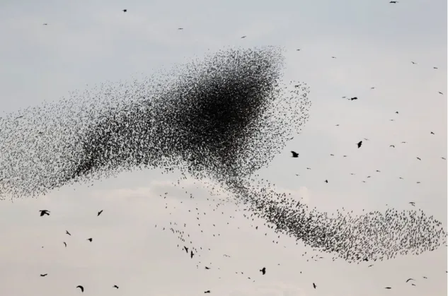Figure 2.1: Starling flock [2].