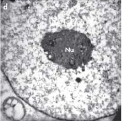 Figure 2.2: Characteristic image of a nucleus in a cell [3].