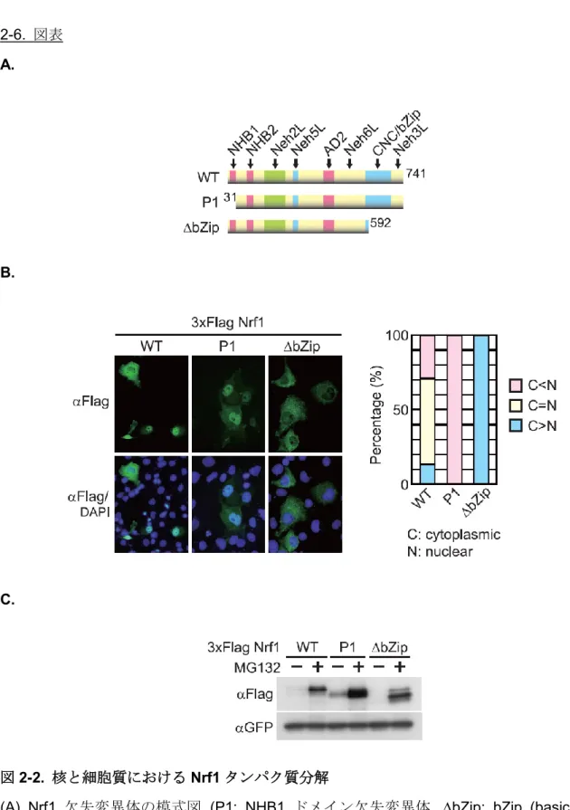 図 2-2.  核と細胞質における Nrf1 タンパク質分解