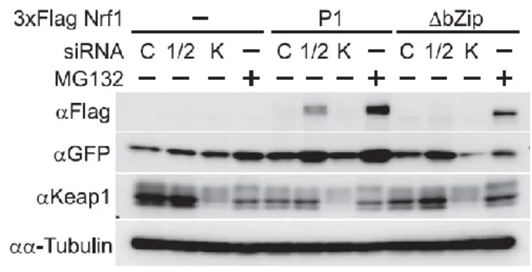 図 2-3. -TrCP は核に局在する Nrf1 タンパク質の分解を制御している