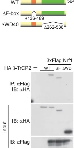 図 2-5. -TrCP2 は WD40 ドメインを介して Nrf1 と相互作用する
