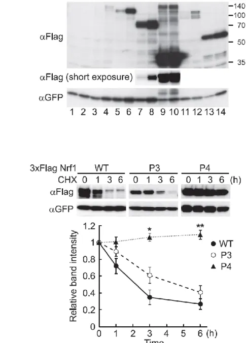 図 2-7. -TrCP の Nrf1 分解責任ドメインの同定
