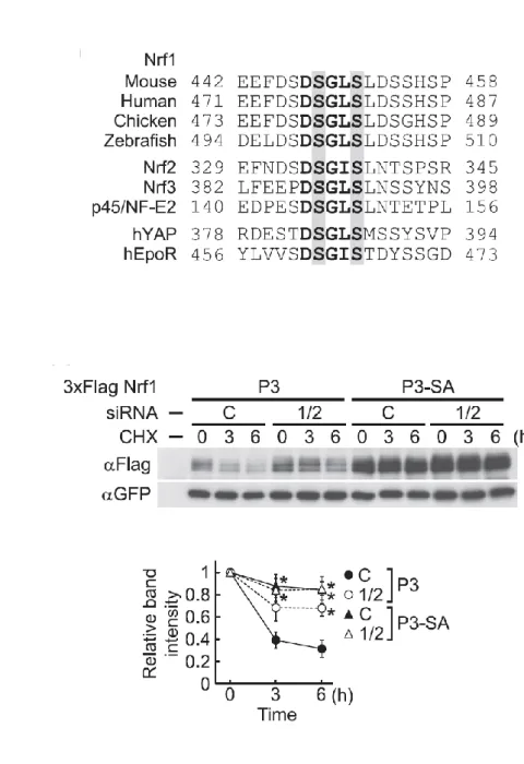 図 2-8. -TrCP 依存的な Nrf1 のタンパク質分解は DSGLS モチーフを必要とする