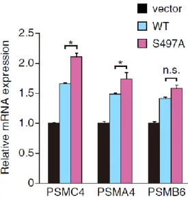 図 2-9. Nrf1 S497A は内在性のプロテアソーム遺伝子 PSMC4 および PSMA4 mRNA の発現量を増加させる