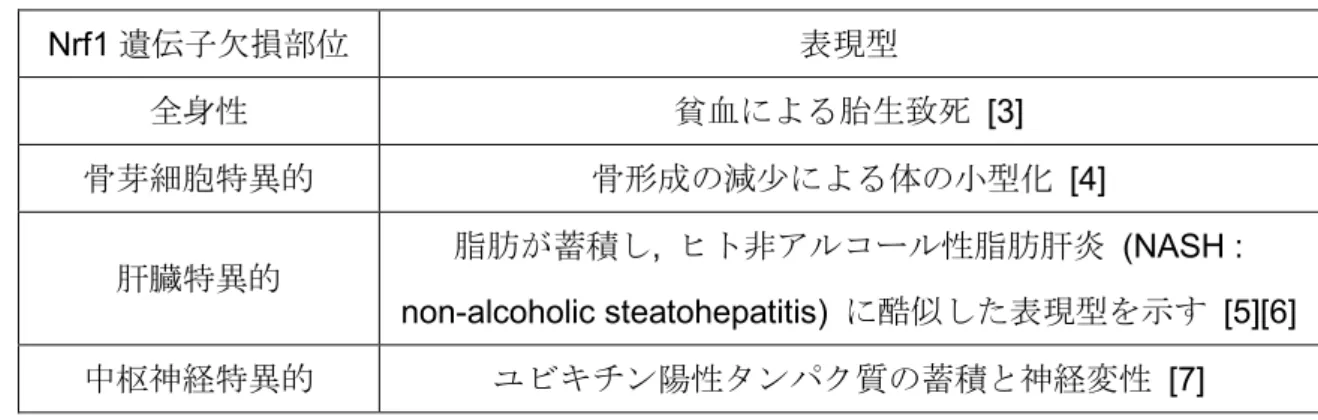 表 1-1. Nrf1 遺伝子欠損部位とその表現型 Nrf1 遺伝子欠損部位 表現型 全身性 貧血による胎生致死 [3] 骨芽細胞特異的 骨形成の減少による体の小型化 [4] 肝臓特異的 脂肪が蓄積し,  ヒト非アルコール性脂肪肝炎 (NASH :  non-alcoholic steatohepatitis)  に酷似した表現型を示す [5][6] 中枢神経特異的 ユビキチン陽性タンパク質の蓄積と神経変性 [7] 図 1-1