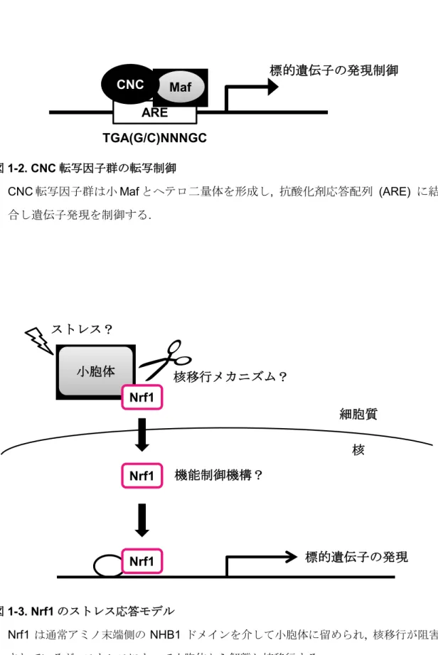 図 1-2. CNC 転写因子群の転写制御 CNC 転写因子群は小 Maf とヘテロ二量体を形成し,  抗酸化剤応答配列 (ARE)  に結 合し遺伝子発現を制御する. 図 1-3