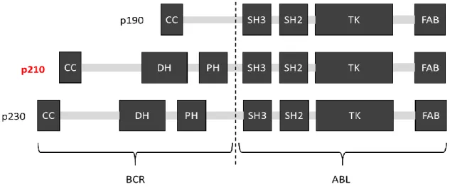 図 1. BCR-ABL の各バリアントのドメイン構造 