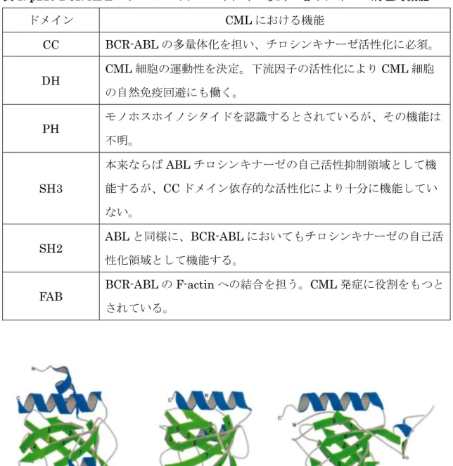 表 1. p210 BCR-ABL のチロシンキナーゼドメイン以外の各ドメインの病理的機能  ドメイン  CML における機能  CC  BCR-ABL の多量体化を担い、チロシンキナーゼ活性化に必須。  DH  CML 細胞の運動性を決定。下流因子の活性化により CML 細胞 の自然免疫回避にも働く。  PH  モノホスホイノシタイドを認識するとされているが、その機能は 不明。  SH3  本来ならば ABL チロシンキナーゼの自己活性抑制領域として機能するが、CC ドメイン依存的な活性化により十分に機能