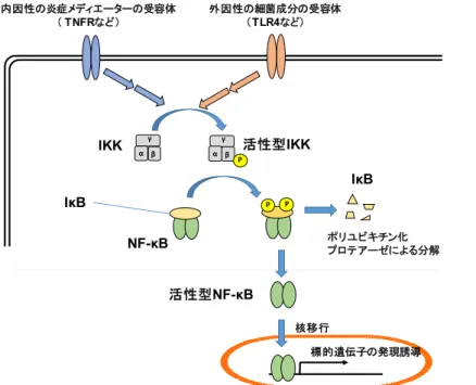 図 1-6. NF-κB による標的遺伝子の発現調節機構 